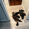 cat, fluffy_cat, long_hair, tabby, pet, animal, hallway, floor, wood_floor, shoes, sandals, slippers, black_footwear, indoors, home, doorway, relaxed, lying_down, funny_pose, dramatic_stare