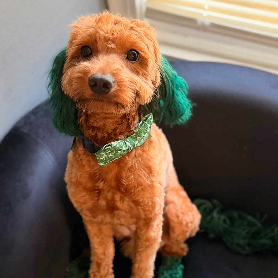 Bear is registered to the contest to win money with this photo: dog, pet, curly_hair, orange_fur, green_accessories, bandana, costume, fuzzy_boots, sitting, chair, indoor, window, blinds, portrait, cute, animal, companion, home, warm_lighting, funny