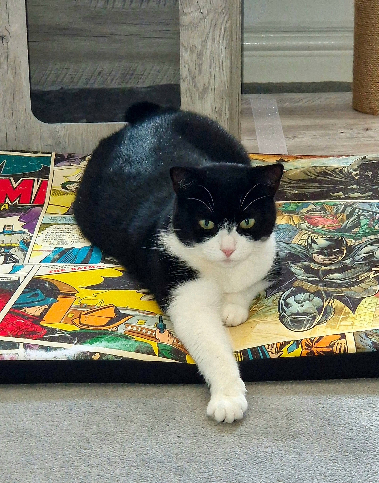 Athena is registered to the contest to win money with this photo: box, carnivore, cat, claw, domestic_short_haired_cat, eye, felidae, floor, flooring, foot, fur, paw, rectangle, sitting, small_to_medium_sized_cats, snout, tail, whiskers, window