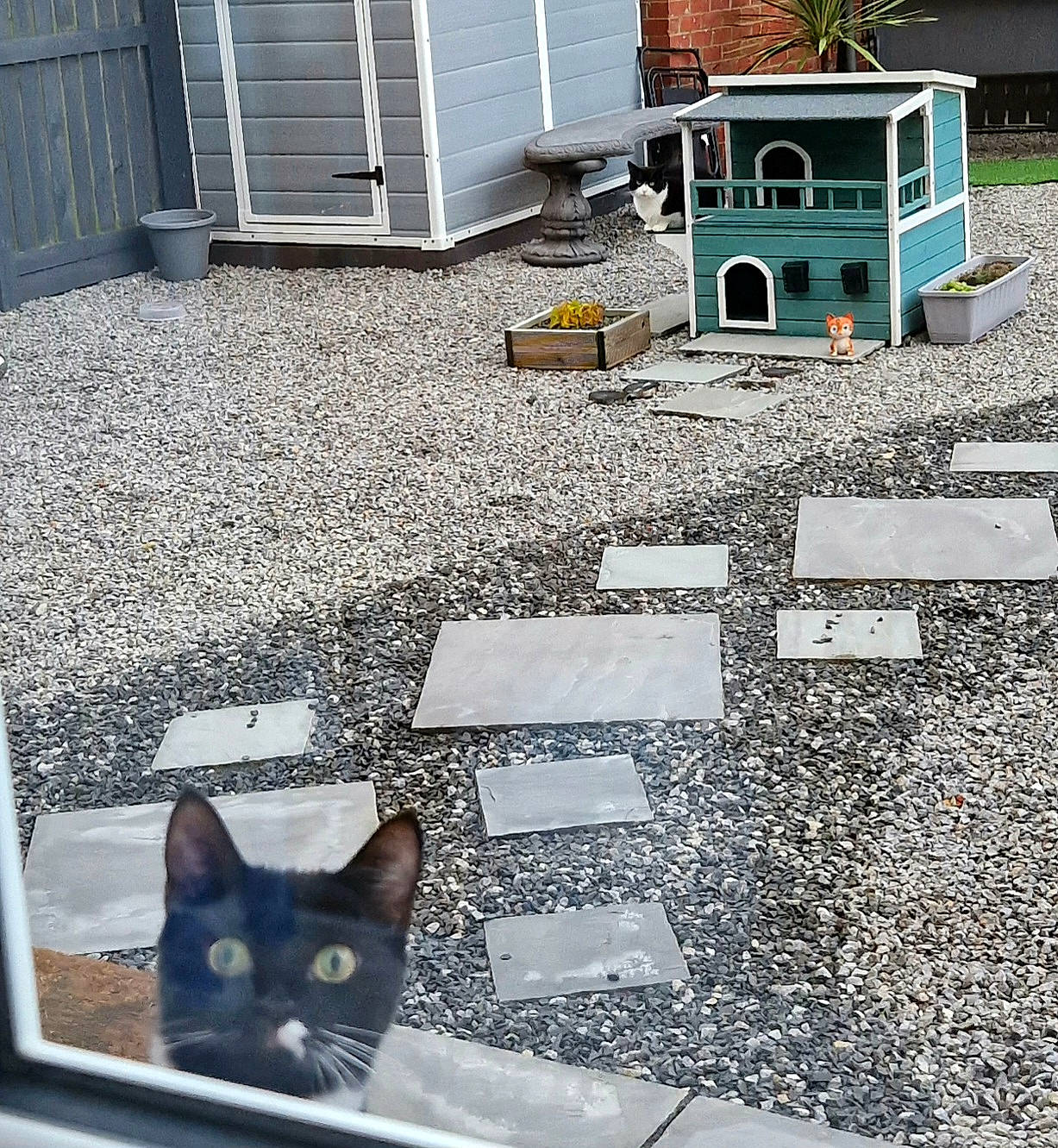 Persephone is registered to the contest to win money with this photo: architecture, asphalt, carnivore, cat, floor, flooring, grass, green, grey, landscape, light, line, photograph, public_space, road_surface, sidewalk, tints_and_shades, wall, white, wood