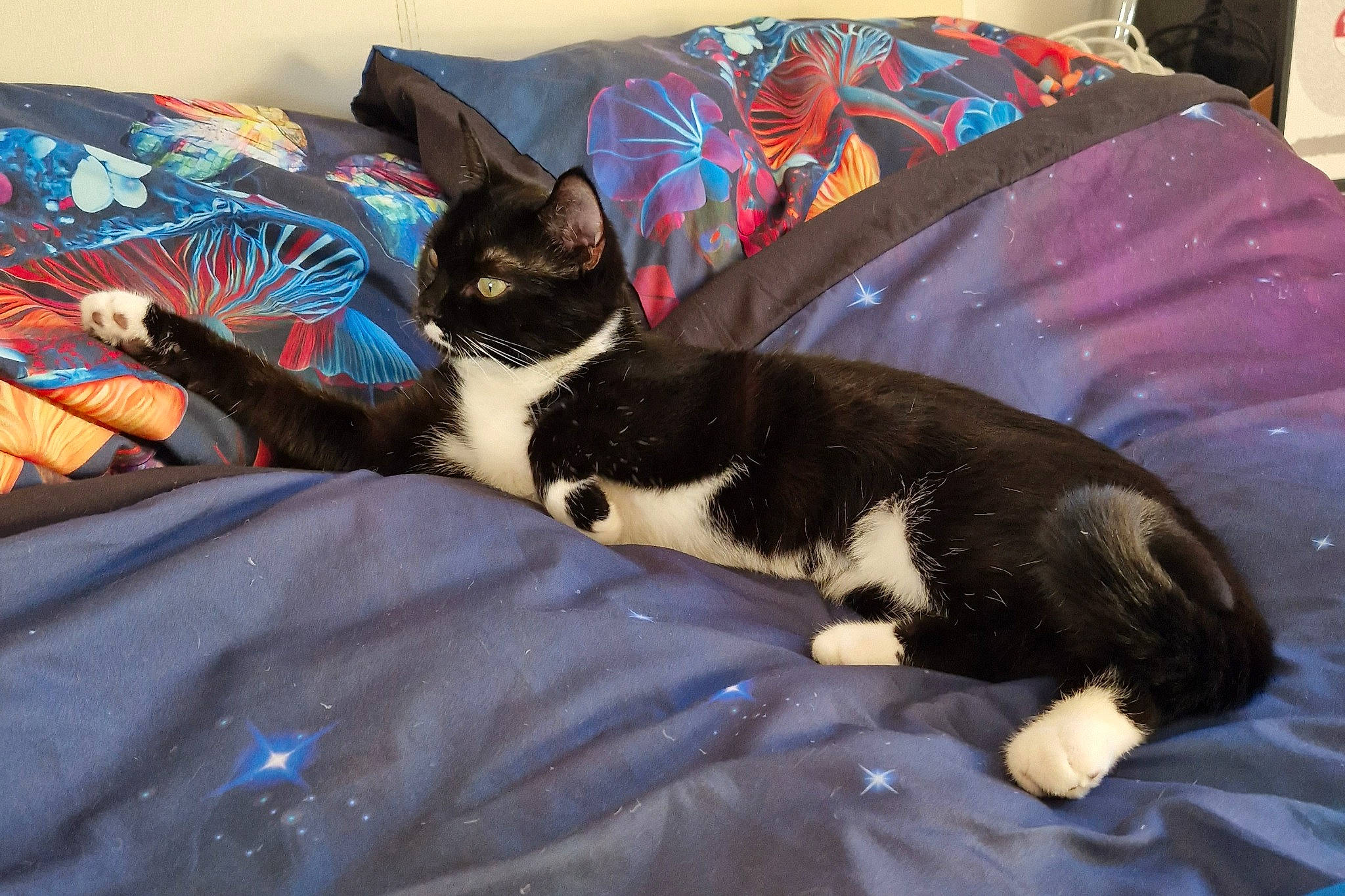 Persephone is registered to the contest to win money with this photo: bed, bed_sheet, bedding, bedroom, blanket, carnivore, cat, cat_supply, comfort, cushion, domestic_short_haired_cat, felidae, fur, linens, pillow, room, small_to_medium_sized_cats, tail, throw_pillow, whiskers