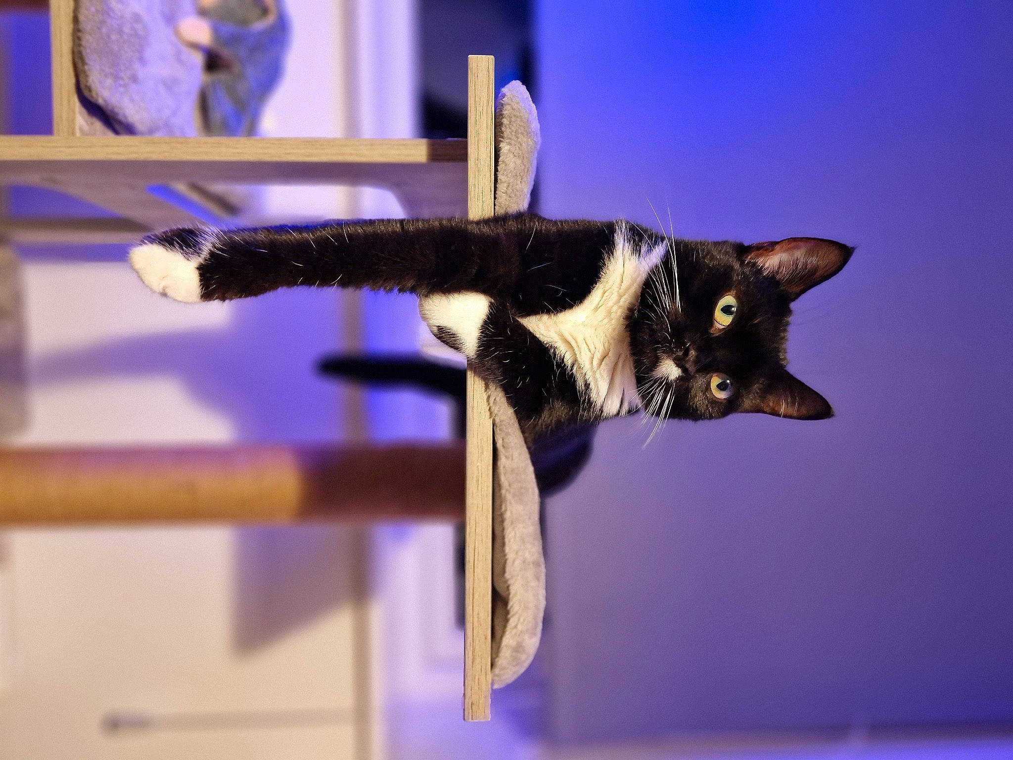 Persephone joined the competition — help win amazing prizes! balance, bat, carnivore, cat, domestic_short_haired_cat, electric_blue, event, felidae, fur, purple, small_to_medium_sized_cats, snout, tail, whiskers, wood