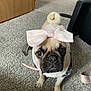 Tuesday joined the competition — help win amazing prizes! dog, pug, bow, pet_clothing, carpet, indoor, leash, toy, pet, animal, brown_eyes, small_dog, cute, portrait, looking_up, household, floor, ears, tail, adorable