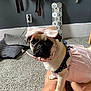 Tuesday is registered to the contest to win money with this photo: pug, dog, pet, pink_dress, bow, carpet, indoor, cute, animal, legs, collar, accessory, furniture, cushion, wall, power_outlet, decor, looking_at_camera, small_dog, domestic