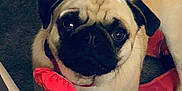 Tuesday joined the competition — help win amazing prizes! dog, pug, pet, animal, indoor, carpet, collar, flower, cute, looking_up, tail, fur, face, ears, domestic, small_dog, pink, accessory, standing, companion