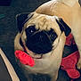 dog, pug, pet, animal, indoor, carpet, collar, flower, cute, looking_up, tail, fur, face, ears, domestic, small_dog, pink, accessory, standing, companion