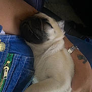 Tuesday is registered to the contest to win money with this photo: pug, puppy, sleeping, dog, denim, lap, person, tattoo, watch, hand, clothing, zipper, fur, cute, pet, resting, closeup, indoor, relaxation, animal