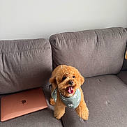Winnie joined the competition — help win amazing prizes! dog, couch, laptop, bandana, pet, happy, indoor, furniture, technology, brown, gray, smiling, cute, small_dog, fluffy, home, living_room, tongue_out, playful, animal