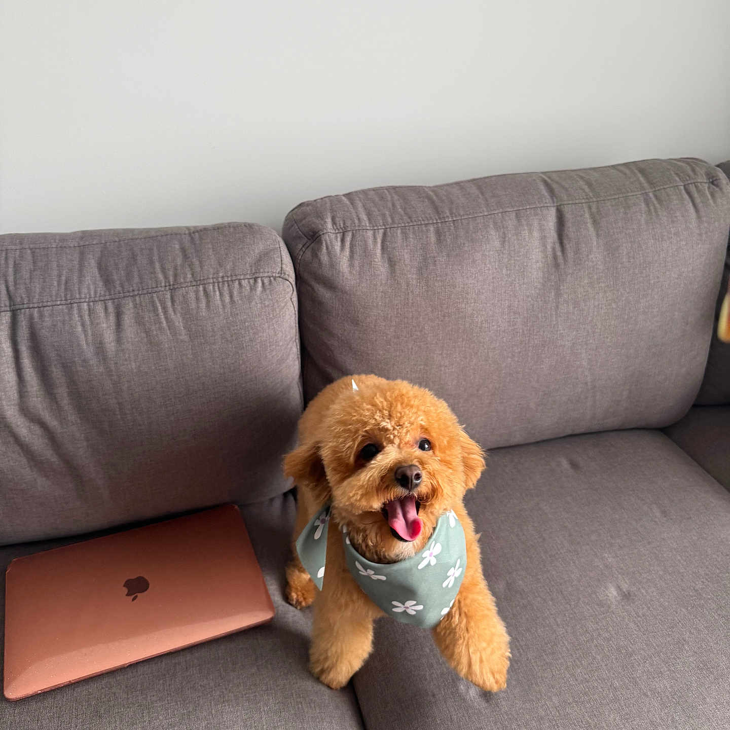 Winnie joined the competition — help win amazing prizes! dog, couch, laptop, bandana, pet, happy, indoor, furniture, technology, brown, gray, smiling, cute, small_dog, fluffy, home, living_room, tongue_out, playful, animal