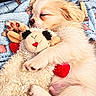 Mookie joined the competition — help win amazing prizes! dog, puppy, sleeping, fluffy, small_dog, cream_fur, pet, stuffed_animal, plush_toy, sheep_toy, heart, red_heart, blanket, blue_blanket, cozy, cuddling, indoors, nap, cute, portrait