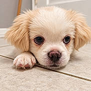 Mookie joined the competition — help win amazing prizes! puppy, dog, pet, cream_colored, fluffy, long_haired, face, eyes, nose, paw, lying_down, indoor, tile_floor, home, portrait, close_up, cute, adorable, animal, photography