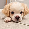 puppy, dog, pet, cream_colored, fluffy, long_haired, face, eyes, nose, paw, lying_down, indoor, tile_floor, home, portrait, close_up, cute, adorable, animal, photography