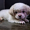 Mookie is registered to the contest to win money with this photo: puppy, dog, white_fur, fluffy, lying_down, face, eyes, nose, paws, long_hair, small_dog, portrait, close_up, indoor, wooden_floor, dark_background, cute, pet, animal, photography