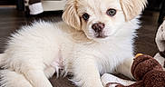 Mookie joined the competition — help win amazing prizes! puppy, dog, canine, fluffy, cream_colored, white_fur, brown_eyes, portrait, lying_down, indoors, floor, wooden_floor, plush_toy, blanket, home, close_up, pet, cute, calm, adorable