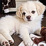 puppy, dog, canine, fluffy, cream_colored, white_fur, brown_eyes, portrait, lying_down, indoors, floor, wooden_floor, plush_toy, blanket, home, close_up, pet, cute, calm, adorable