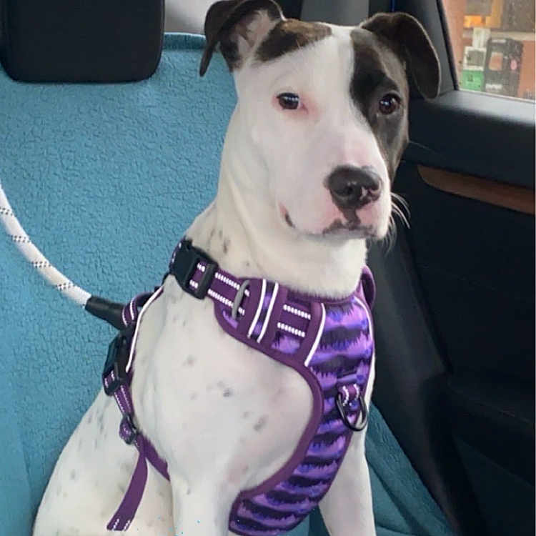 Luna joined the competition — help win amazing prizes! accessories, animal, belt, bostonbull, boxer, bulldog, canine, cushion, dalmatian, dog, harness, headrest, homedecor, hound, leash, pet, pitbull, puppy, seatbelt, strap