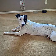 Luna joined the competition — help win amazing prizes! animal, canine, dalmatian, doctor, dog, hockey, hound, icehockey, icehockeypuck, indoors, interiordesign, person, pet, pointer, puppy, rink, skating, sleeping, sport, whitedog