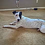 animal, canine, dalmatian, doctor, dog, hockey, hound, icehockey, icehockeypuck, indoors, interiordesign, person, pet, pointer, puppy, rink, skating, sleeping, sport, whitedog