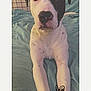 Luna joined the competition — help win amazing prizes! accessories, animal, ball, boxer, bulldog, canine, dog, face, head, jewelry, person, pet, photography, portrait, puppy, ring, sport, tennis, tennisball, text