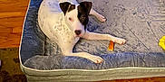 Luna joined the competition — help win amazing prizes! animal, ball, canine, cat, clothing, cream, dessert, dog, food, furniture, hat, hound, indoors, interiordesign, pet, pointer, puppy, sport, tennis, tennisball