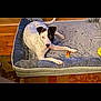 animal, ball, canine, cat, clothing, cream, dessert, dog, food, furniture, hat, hound, indoors, interiordesign, pet, pointer, puppy, sport, tennis, tennisball