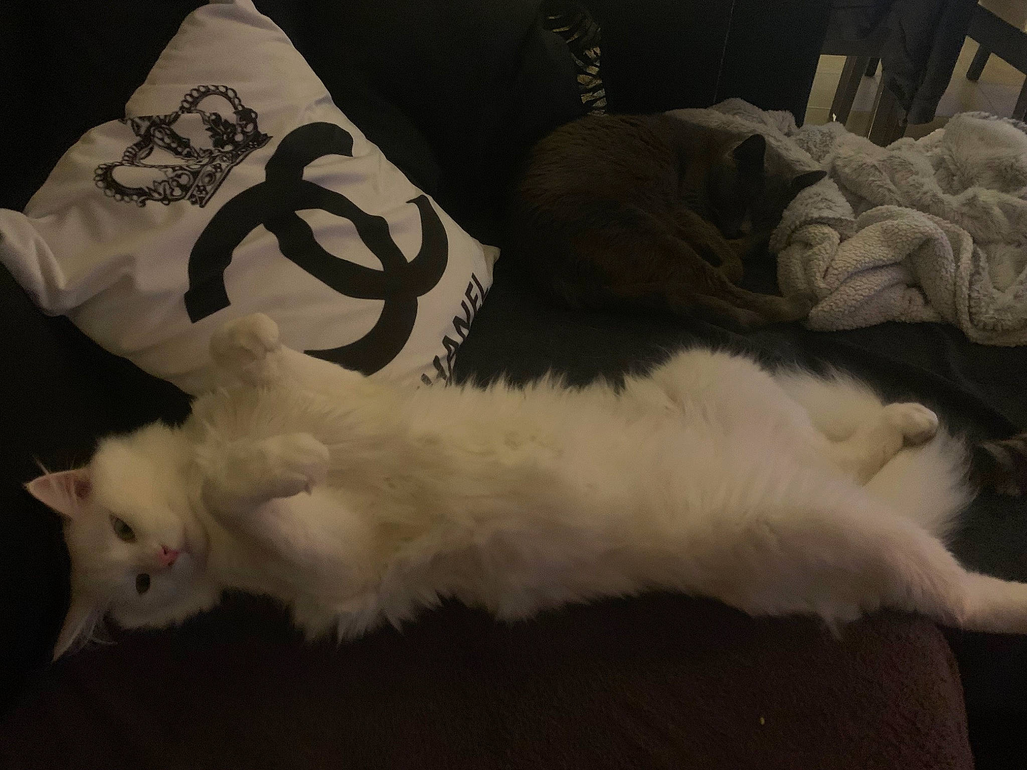 Flocon a rejoint le concours — aidez-le/la à gagner de superbes lots ! bed, bed_sheet, bedding, canidae, carnivore, cat, comfort, companion_dog, dog_breed, felidae, fur, linens, monochrome, monochrome_photography, paw, pillow, small_to_medium_sized_cats, sporting_group, tail, whiskers