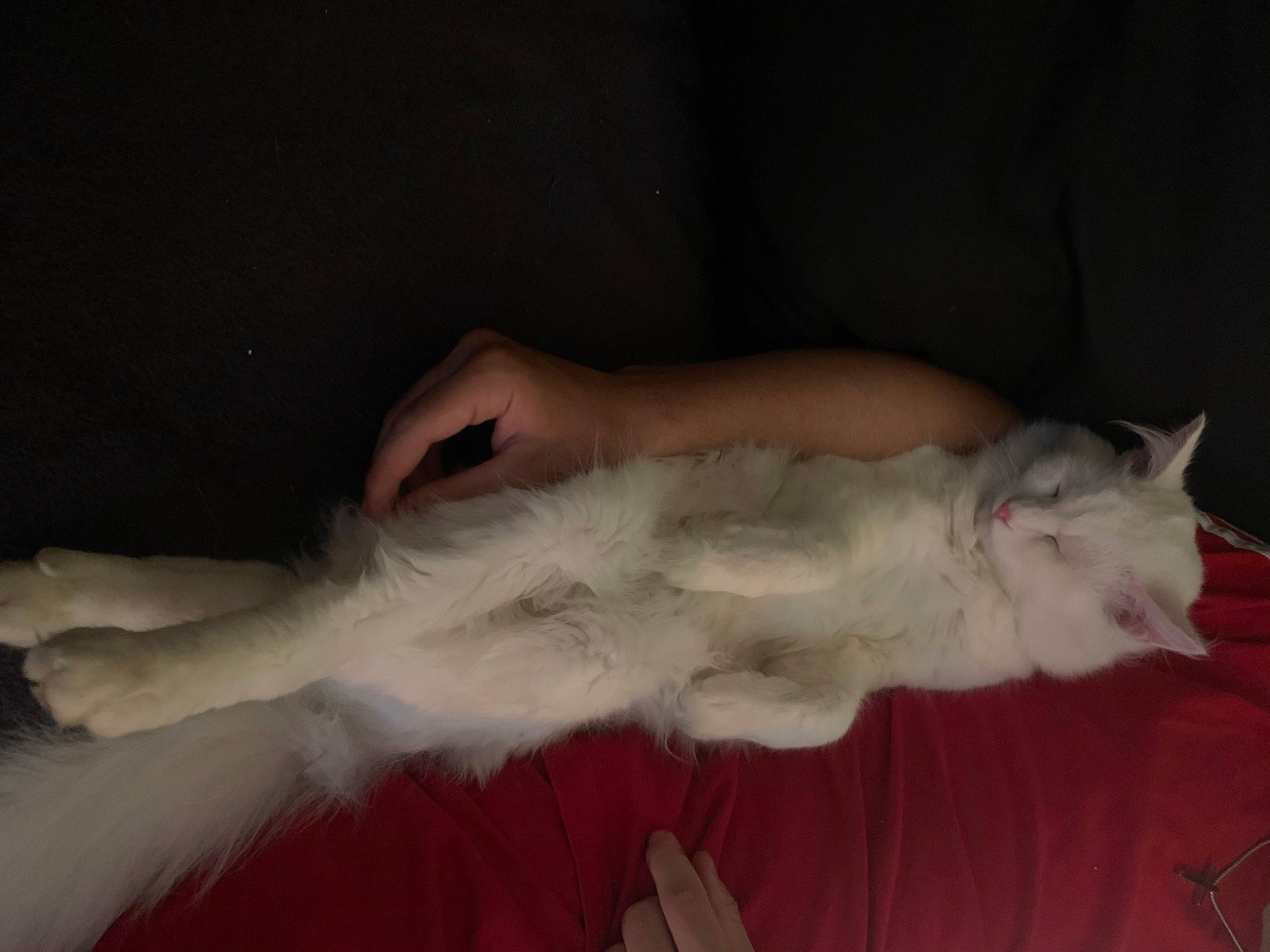 Flocon a rejoint le concours — aidez-le/la à gagner de superbes lots ! bed, carnivore, cat, claw, comfort, domestic_short_haired_cat, fawn, felidae, foot, fur, head, nap, paw, small_to_medium_sized_cats, tail, whiskers