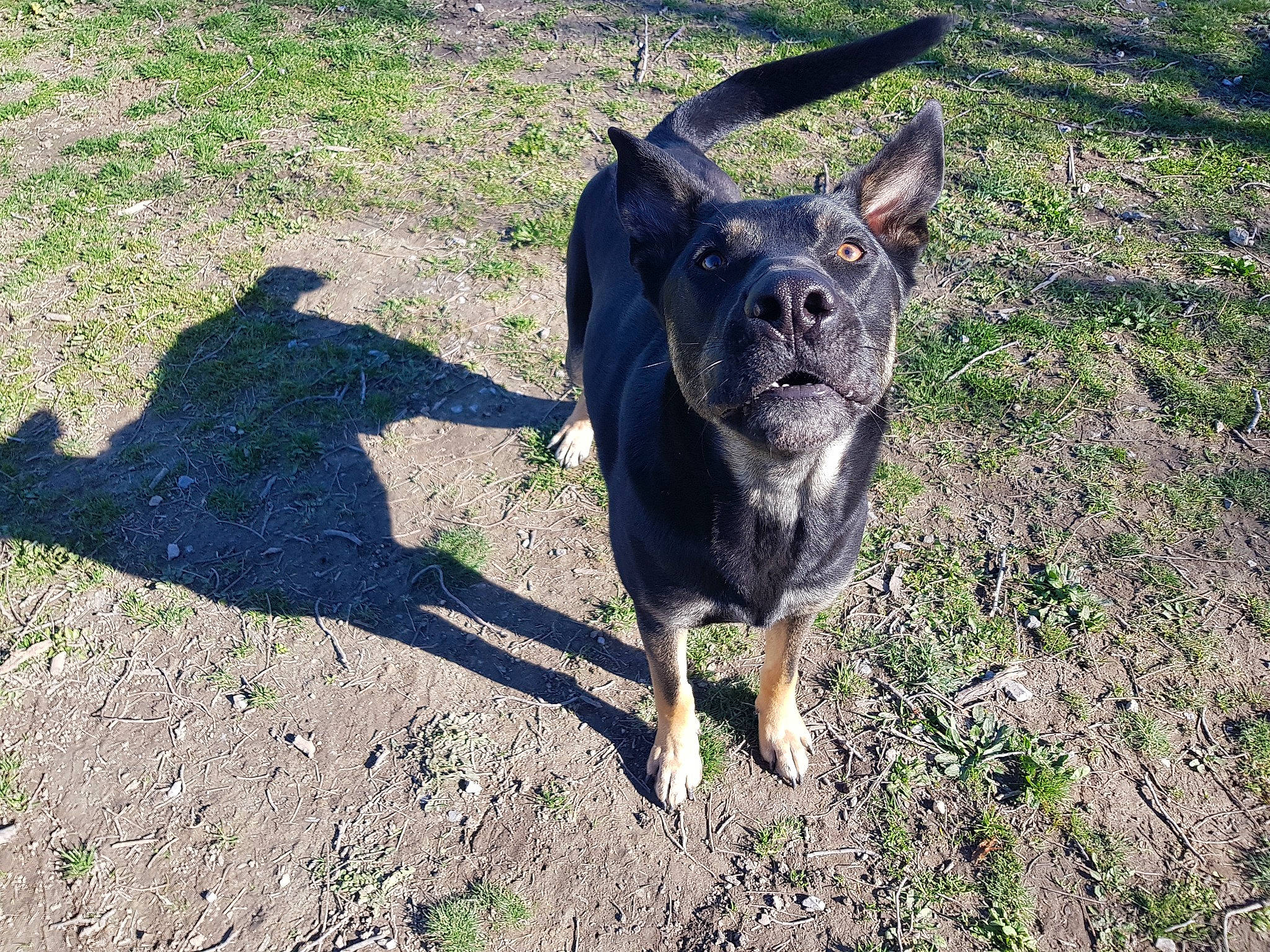 Matek participe au concours pour gagner de l'argent avec cette photo : australian_stumpy_tail_cattle_dog, carnivore, companion_dog, dog, dog_breed, dog_collar, dog_walking, grass, guard_dog, leash, non_sporting_group, plant, shadow, soil, sporting_group, street_dog, tail, terrier, working_animal, working_dog
