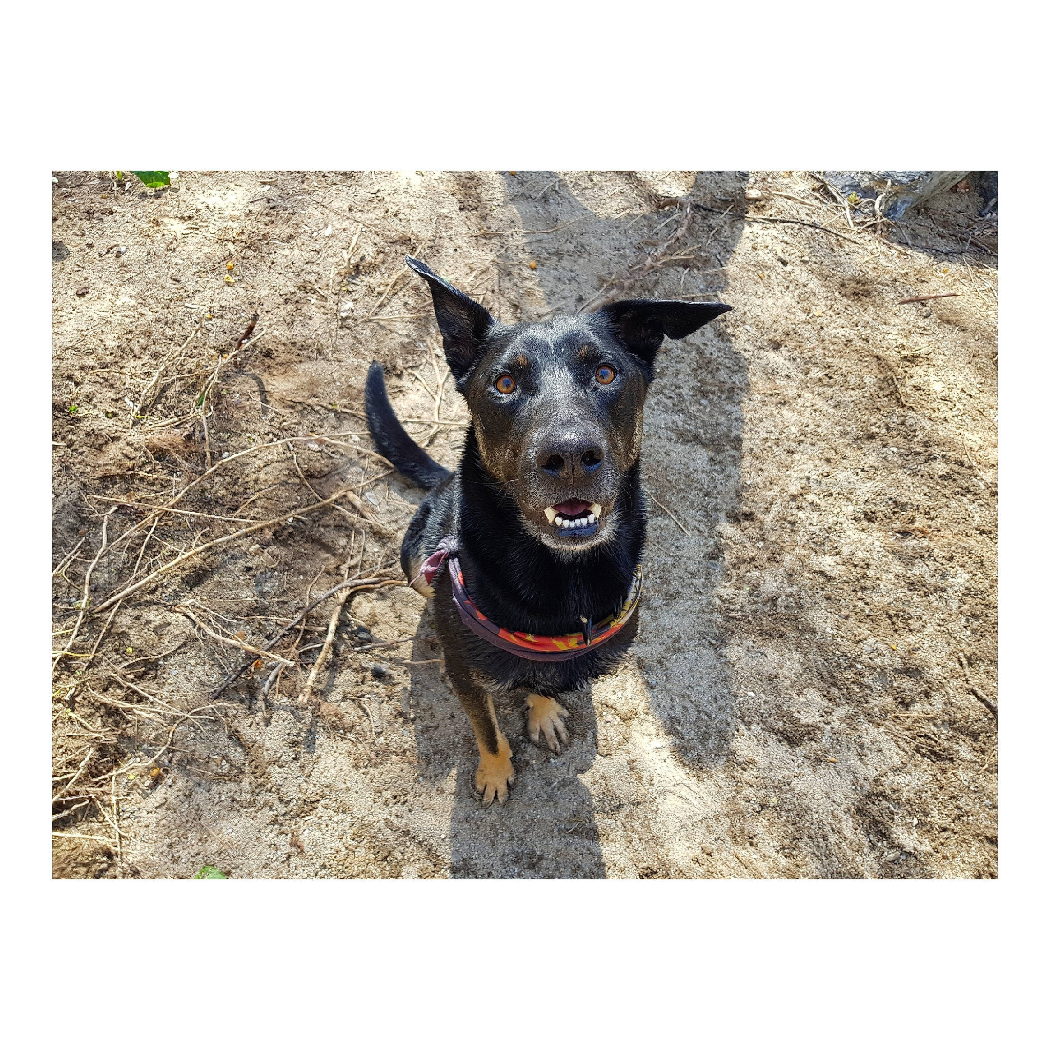 Matek participe au concours pour gagner de l'argent avec cette photo : carnivore, collar, companion_dog, dog, dog_breed, dog_collar, electric_blue, fashion_accessory, grass, guard_dog, landscape, pet_supply, plant, rectangle, snout, soil, sporting_group, whiskers, working_animal, working_dog