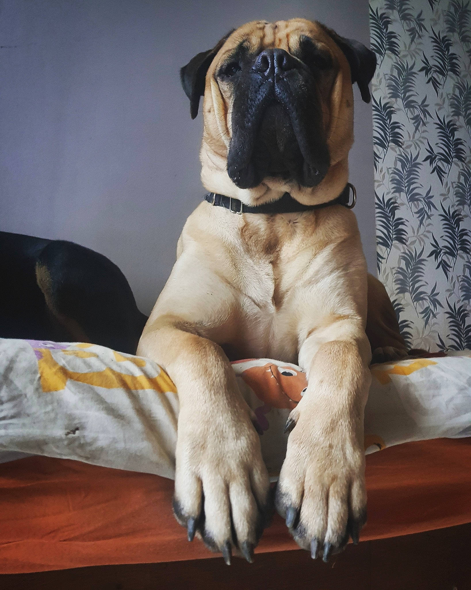 Nolaah participe au concours pour gagner de l'argent avec cette photo : canidae, carnivore, collar, comfort, companion_dog, dog, dog_breed, dog_collar, dog_supply, fawn, molosser, pug, puppy, snout, sporting_group, toy_dog, whiskers, working_animal, wrinkle, wrist