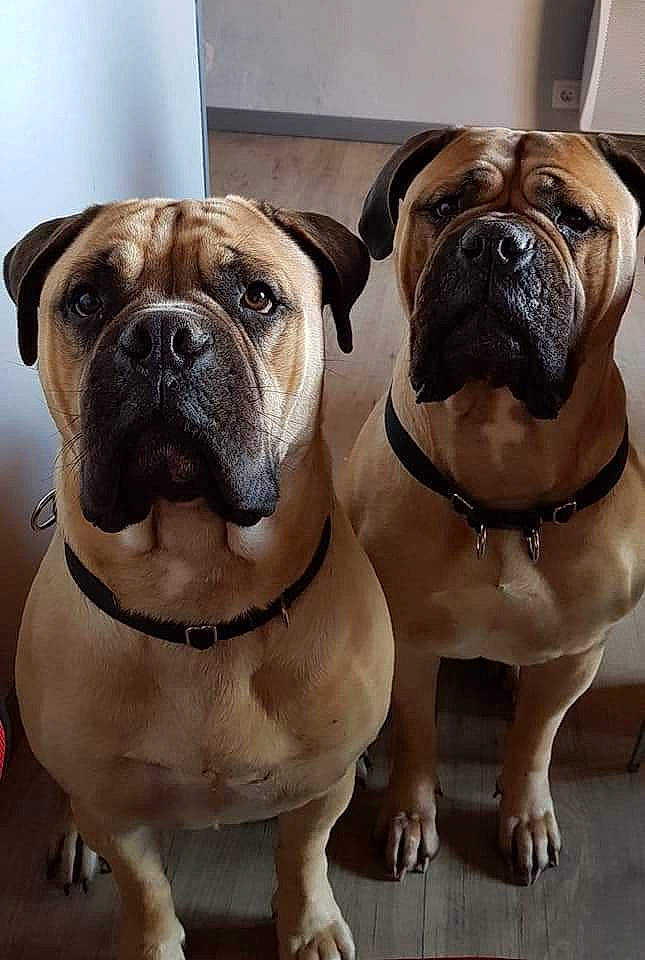 Nolaah participe au concours pour gagner de l'argent avec cette photo : ancient_dog_breeds, bulldog, canidae, carnivore, collar, companion_dog, dog, dog_breed, dog_collar, fawn, leash, molosser, non_sporting_group, old_english_bulldog, snout, sporting_group, toy_dog, working_animal, working_dog, wrinkle