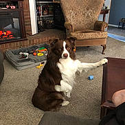 Diesel joined the competition — help win amazing prizes! animal, brown, carpet, chair, cozy, dog, domestic, fireplace, fur, furniture, home, indoor, living_room, paw, pet_bed, relaxed, sitting, table, toy, white