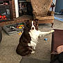 animal, brown, carpet, chair, cozy, dog, domestic, fireplace, fur, furniture, home, indoor, living_room, paw, pet_bed, relaxed, sitting, table, toy, white