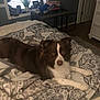 Diesel is registered to the contest to win money with this photo: animal, bed, bedroom, blanket, brown, comfort, cozy, curtains, dog, fur, furniture, indoor, pattern, pet, plant, relaxation, resting, soft, white, window