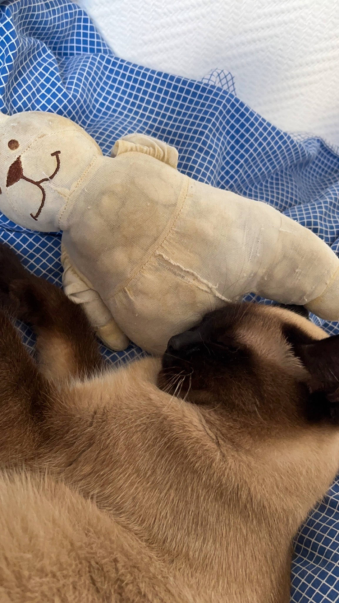 Notch participe au concours pour gagner de l'argent avec cette photo : abdomen, bedding, comfort, fur, gesture, human_leg, linens, nail, pattern, paw, plush, room, sand, stuffed_toy, textile