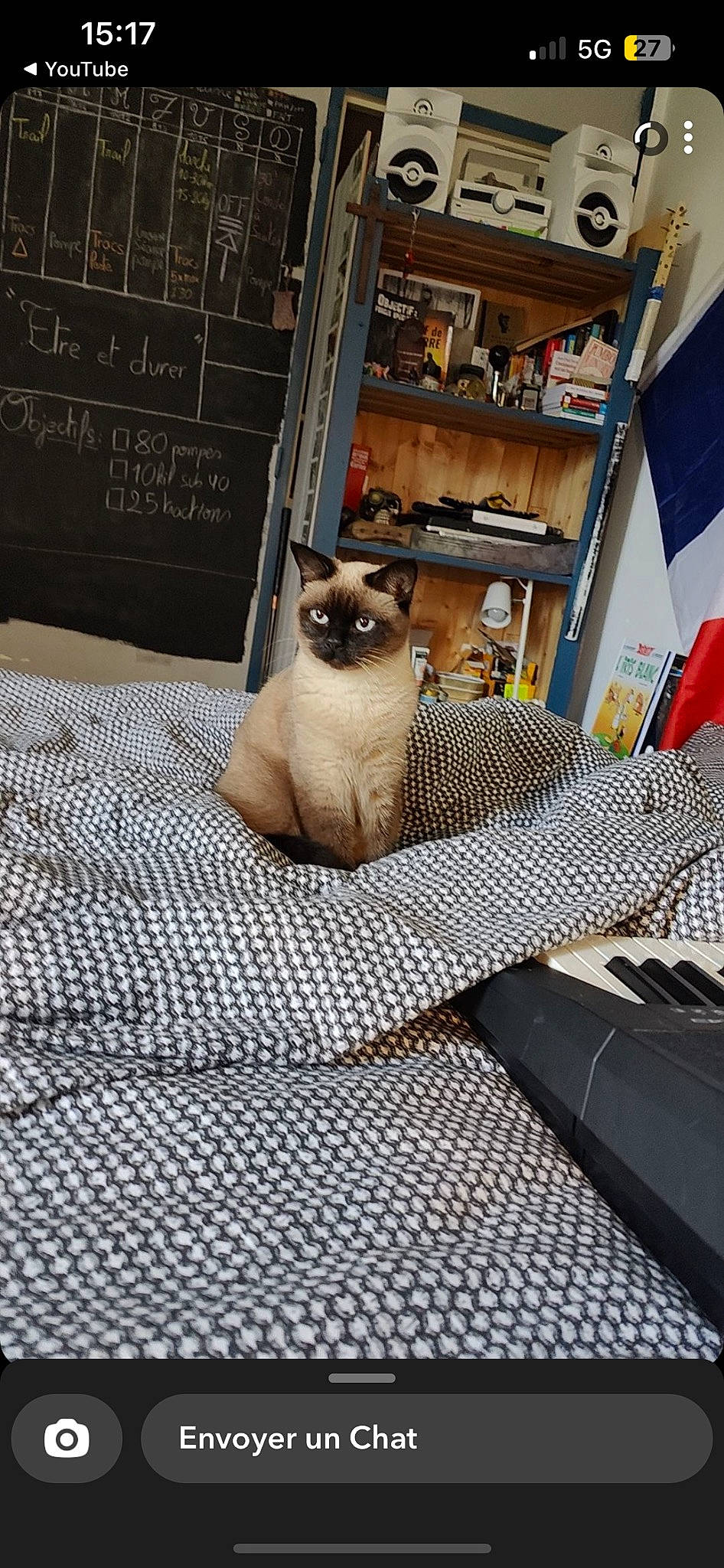 Notch a rejoint le concours — aidez-le/la à gagner de superbes lots ! balinese, bedding, birman, carnivore, cat, comfort, fawn, felidae, flooring, fur, grey, linens, pattern, shelf, siamese, small_to_medium_sized_cats, snout, tail, thai, whiskers