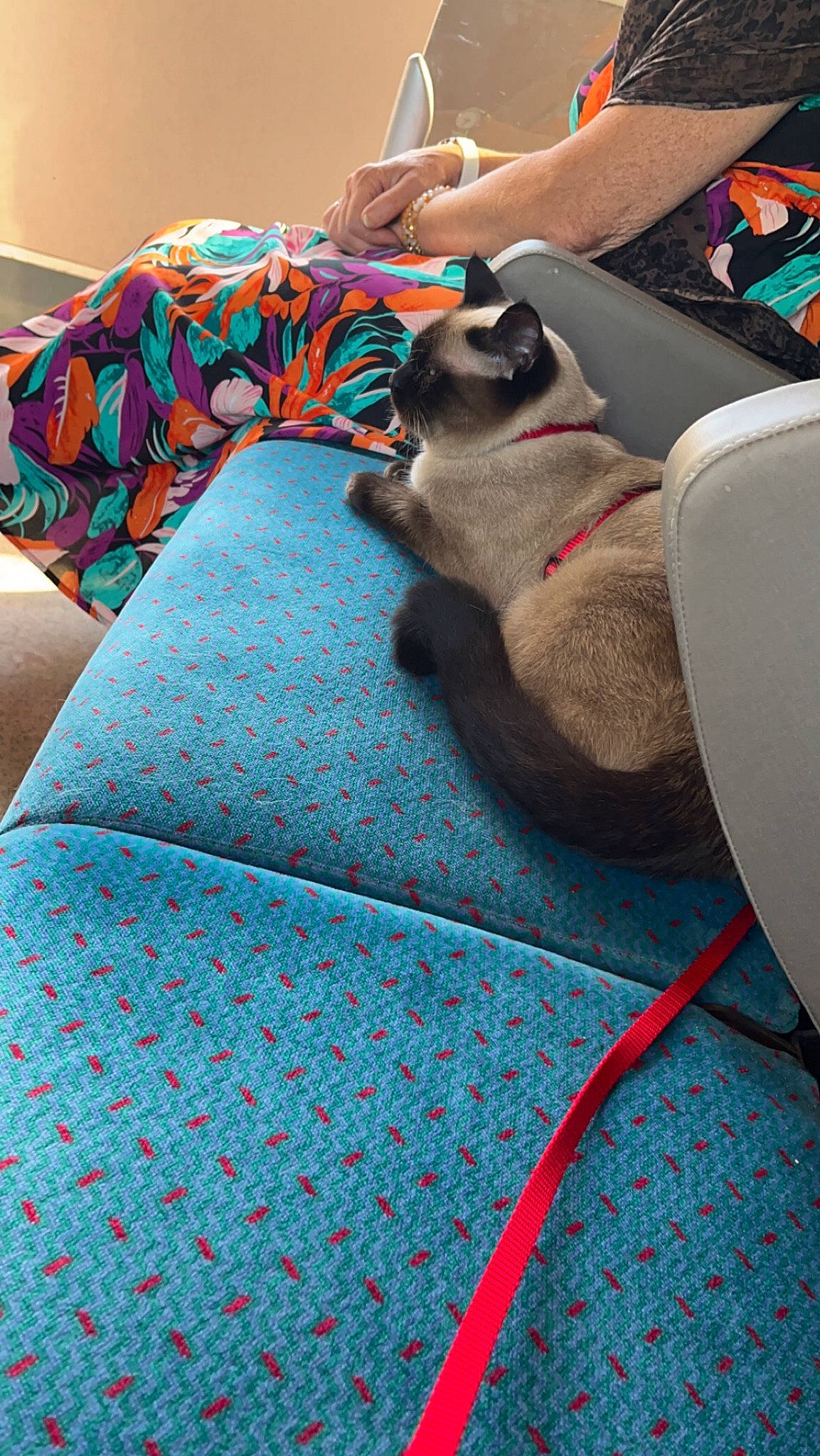 Notch participe au concours pour gagner de l'argent avec cette photo : carnivore, cat, comfort, companion_dog, electric_blue, fawn, felidae, floor, flooring, green, human_leg, linens, living_room, mammal, room, siamese, small_to_medium_sized_cats, textile, vertebrate, whiskers