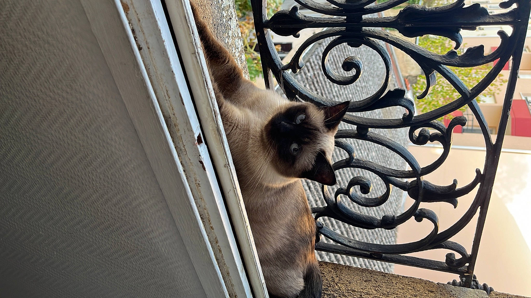 Notch participe au concours pour gagner de l'argent avec cette photo : carnivore, cat, domestic_short_haired_cat, fawn, felidae, fur, metal, plant, shadow, siamese, small_to_medium_sized_cats, snout, tail, terrestrial_animal, tints_and_shades, tree, vertebrate, wall, whiskers, wood