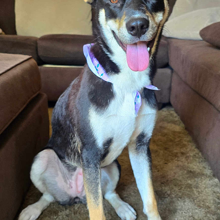 Roxy Cleopatra
