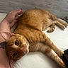 Zero joined the competition — help win amazing prizes! cat, orange_tabby, pet, resting, bed, human_arm, tattoo, curious_eyes, indoor, white_bed, wooden_wall, cozy, relaxed, feline, animal, cute, domestic, closeup, companion, comfort