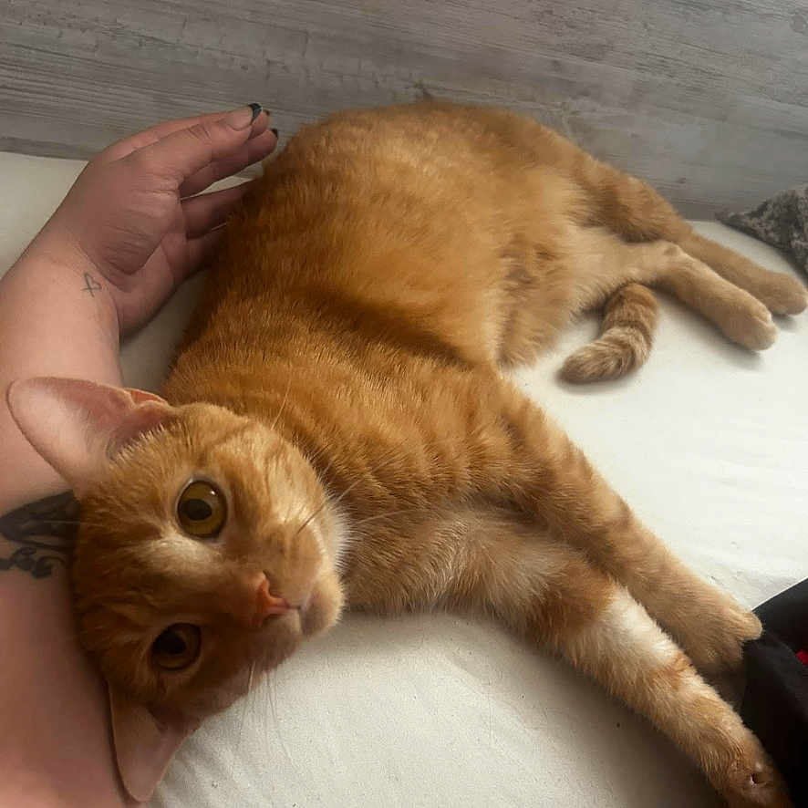 Zero joined the competition — help win amazing prizes! cat, orange_tabby, pet, resting, bed, human_arm, tattoo, curious_eyes, indoor, white_bed, wooden_wall, cozy, relaxed, feline, animal, cute, domestic, closeup, companion, comfort