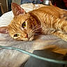 Zero is registered to the contest to win money with this photo: cat, orange_tabby, pet, feline, indoor, bed, resting, relaxed, fur, whiskers, ears, eyes, closeup, animal, cute, cozy, domestic, sleepy, soft_light, laying_down