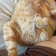Zero joined the competition — help win amazing prizes! cat, orange_tabby, pet, sleeping, stretching, bed, blanket, fur, whiskers, animal, cozy, relaxed, indoor, cute, paw, closeup, person, resting, feline, companion