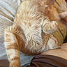 cat, orange_tabby, pet, sleeping, stretching, bed, blanket, fur, whiskers, animal, cozy, relaxed, indoor, cute, paw, closeup, person, resting, feline, companion