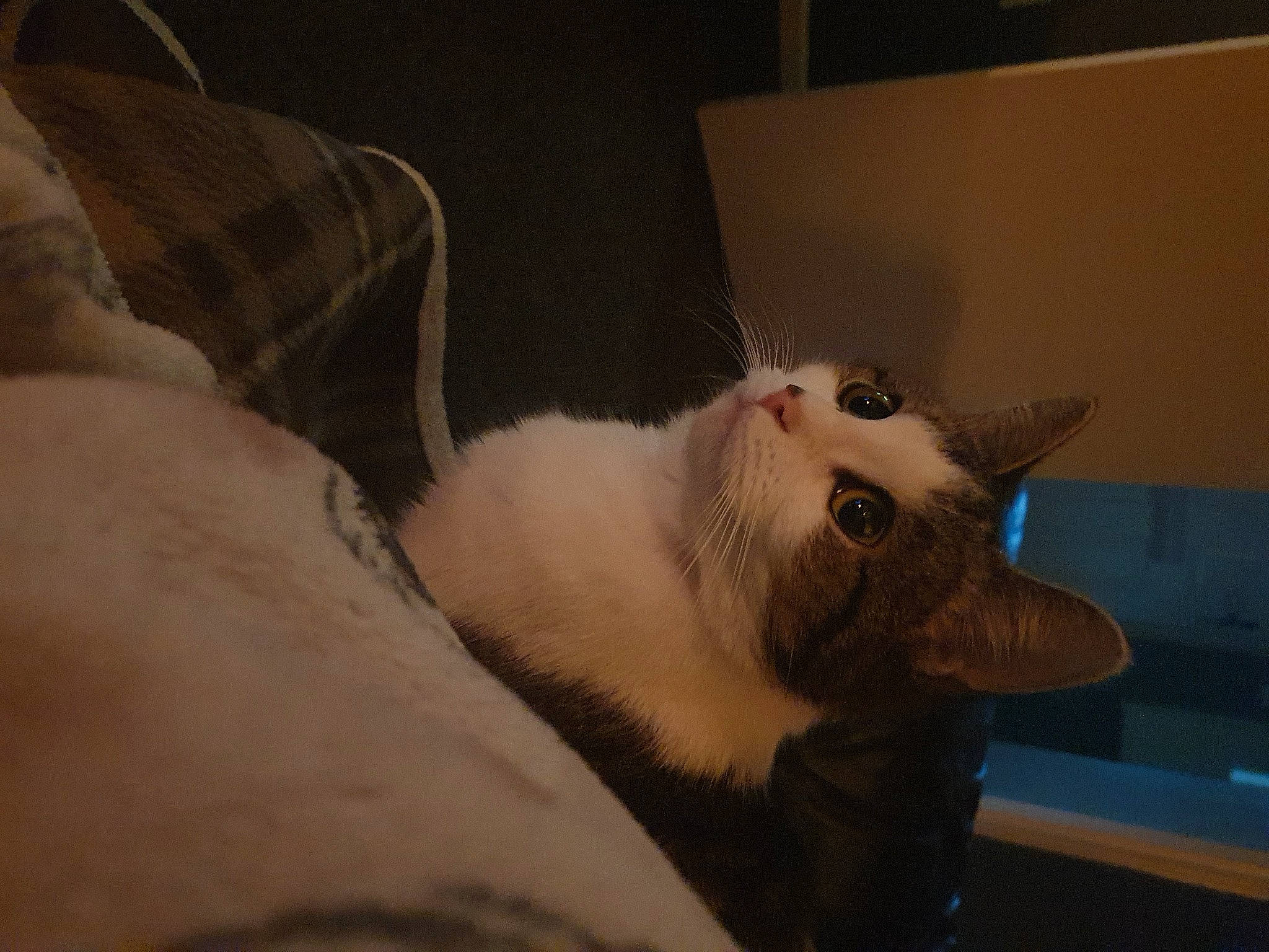 Bella joined the competition — help win amazing prizes! carnivore, cat, claw, comfort, domestic_short_haired_cat, fang, fawn, felidae, fur, paw, small_to_medium_sized_cats, tail, whiskers