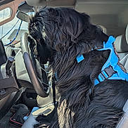 Stanley is registered to the contest to win money with this photo: black_dog, blue_harness, car, companion, curious, dashboard, dog, driver_seat, fur, interior, leash, pet, road_trip, seat, seatbelt, side_view, steering_wheel, sunlight, vehicle, window