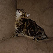 Opal a rejoint le concours — aidez-le/la à gagner de superbes lots ! kitten, cat, tabby, feline, pet, animal, couch, brown, furniture, indoor, sleepy, cute, small, fur, domestic, corner, resting, cozy, young, curious