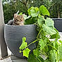cat, tabby, plant, leaves, planter, pot, greenery, outdoor, nature, curious, pet, animal, fur, eyes, wooden_floor, garden, vines, daylight, relaxing, sitting