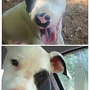 Lil Man joined the competition — help win amazing prizes! dog, white_dog, black_patch, pink_nose, tongue_out, close_up, outdoor, car_interior, pet, animal, happy, curious, face, ear, window, seat, nature, ground, daylight, canine