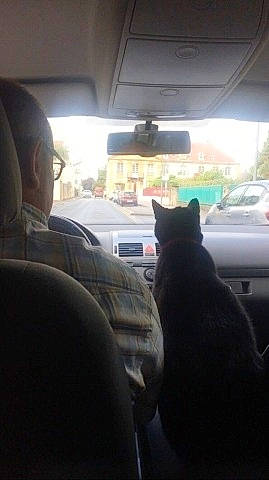 Bounty participe au concours pour gagner de l'argent avec cette photo : auto_part, automotive_window_part, canidae, car, cat, driving, family_car, felidae, vehicle, windshield